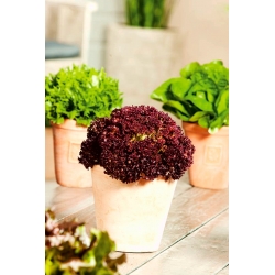 Mini Garden - Salad merah - untuk penanaman balkoni dan teres -  Lactuca sativa var. Foliosa - benih
