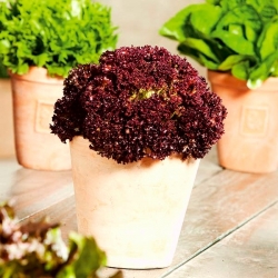 Mini Garden - Salad merah - untuk penanaman balkoni dan teres -  Lactuca sativa var. Foliosa - benih
