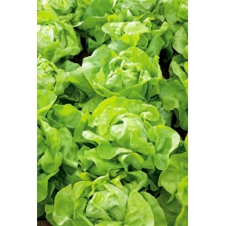 Зелена салата "Апиа" - идеална за сендвиче - 270 семена - Lactuca sativa L. var. Capitata