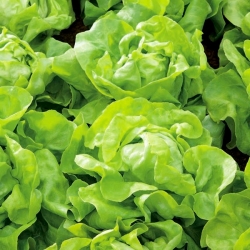 Зелена салата "Апиа" - идеална за сендвиче - 270 семена - Lactuca sativa L. var. Capitata