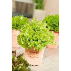 Мини Гарден - Зелена салата за резано лишће - зелена, зарезана, за узгој балкона и тераса -  Lactuca sativa var. Foliosa - семе