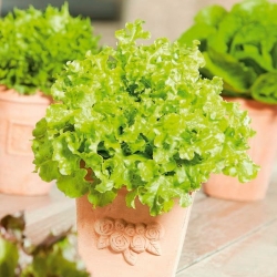 Mini Garden - Lettuce untuk memotong daun - hijau, pelbagai keriting - untuk penanaman balkoni dan teres -  Lactuca sativa var. Foliosa - benih
