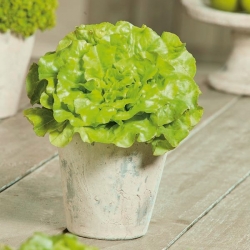 Mini Garden - Lettuce untuk memotong daun - hijau, berdaun pelbagai - untuk penanaman balkoni dan teres -  Lactuca sativa var. Foliosa - benih