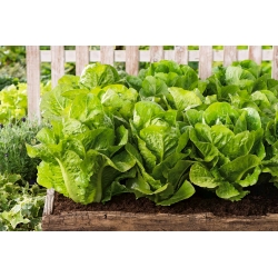 Mini Garden - Romaine salad - untuk penanaman balkoni dan teres -  Lactuca sativa var. Romana - benih