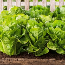 Mini Garden - Romaine lettuce - for balcony and terrace cultivation