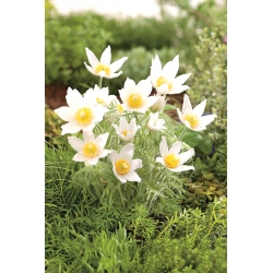Pasque flower – white flowers – seedling; pasqueflower, common pasque flower, European pasqueflower