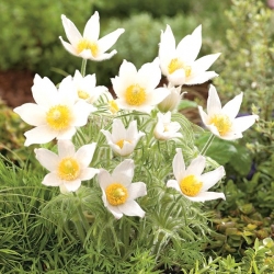 Pasque flower - valkoiset kukat - taimi; pastureflower, tavallinen pasque flower, euroopan pasqueflower - 