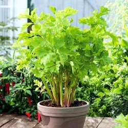 Mini vrt - listna zelena - za pridelavo balkona in terase -  Apium graveolens var. Secalinum - semena