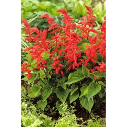 Scarlet sage "Czardasz"; bijak tropika - Salvia splendens - benih