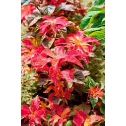 Amarantslekta – Fineness - Amaranthus tricolor - frø