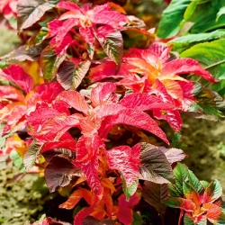 Amaranto - Finezja - Amaranthus tricolor - sementes