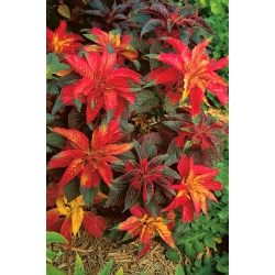 Amaranti - Molten Fire - 459 sēklas - Amaranthus melancholicus