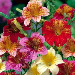 塗装舌「ボレロ」 - バラエティミックス。スカラップチューブタン、ベルベットトランペットの花 -  4050種子 - Salpiglossis sinuata - シーズ
