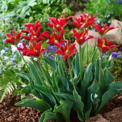 Tulipa Eye Catcher - pacote de 5 peças