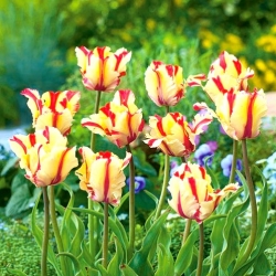 Tulipa Paraming Parrot - توليب Flaming Parrot - 5 لمبات - Tulipa Flaming Parrot