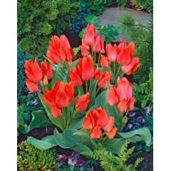 Tulipa Toronto - paquete de 5 piezas