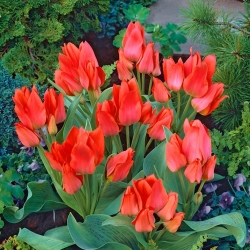 Tulipa Toronto - paquete de 5 piezas