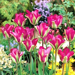 Tulipa Violet Bird - pacote de 5 peças