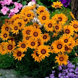 Ursinia; marigold gunung; daisy parasut umum - 144 biji - Ursinia anthemoides