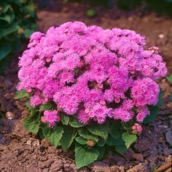 Flossflower "Pink Ball" - розов; bluemink, синьо орех, китка крак, мексиканска четка - 2160 семена - Ageratum houstonianum