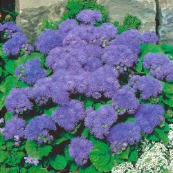 Flossflower "Tetra Blue Mink" - лилаво; bluemink, синьо орех, китка крак, мексиканска четка - 2025 семена - Ageratum houstonianum