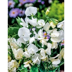 Biele hrachové semená - Lathyrus odoratus - 36 semien