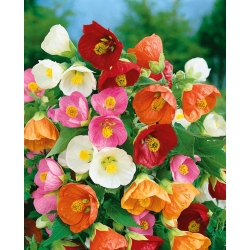 Цвітіння Кленові насіння - Abutilon hybridum - 78 насіння - Abutilon x hybridum