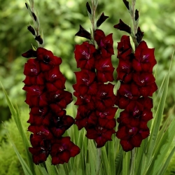 Gladiolus Black Surprise - 5 bulbs