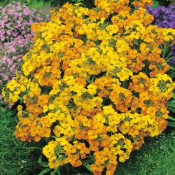 Sementes de Wallflower Siberiano - Erysimum allionii - Erysimum x marshalli