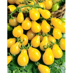 Tomate - Yellow Pearshaped - amarelo - 120 sementes - Lycopersicon esculentum Mill