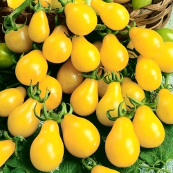 Žltá hruška Semená paradajok - Lycopersicon esculentum - 120 semien - Lycopersicon esculentum Mill 