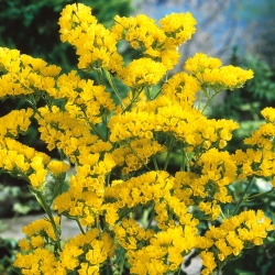 Geltonos spalvos sėklų sėklos - Limonium sinuatum - 105 sėklos
