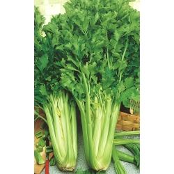 Celery Nugget seeds - Apium graveolens - 360 seeds