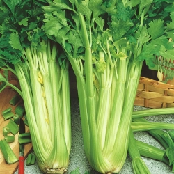 Celery Nugget seeds - Apium graveolens - 360 seeds