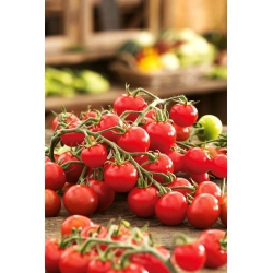 Vyšniniai pomidorai - Idyll - 80 sėklos - Lycopersicon esculentum Mill