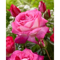 Rosa de flores grandes - blanco con bordes rosados - plántulas en maceta - 