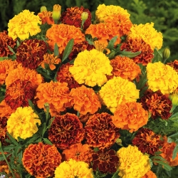 French marigold - výber odrôd - 350 semien - Tagetes patula L. - semená