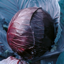 Red head cabbage "Koda" - 280 seeds