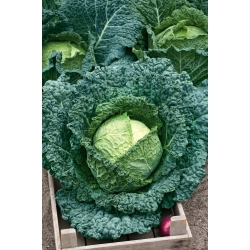 Savoy cabbage "Vertus 2" - 640 seeds