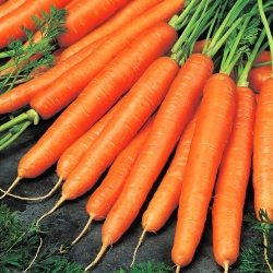 胡萝卜“奥林巴斯”-种子胶带 - 