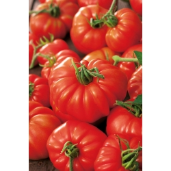 Tomate - Marmande - 200 semillas - Lycopersicon esculentum Mill
