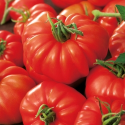 Tomate - Marmande - 200 sementes - Lycopersicon esculentum Mill