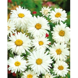 Daisy mata sapi, Daisy mata sapi - 450 biji - Chrysanthemum leucanthemum