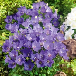 Tussock Bellflower, Carpathian Harebell - modrá odroda - 3000 semien - Campanula carpatica - semená
