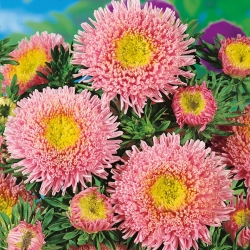 Pink-orange kinesisk "Prinsesse" aster - 500 frø - Callistephus chinensis