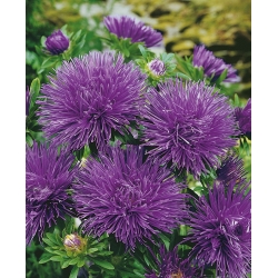 Jarum jarum ungu aster cina, Tahunan aster - 500 biji - Callistephus chinensis 