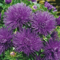 Purple ihly okvetné lístky porcelánu aster, ročné aster - 500 semien - Callistephus chinensis  - semená