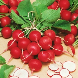 Radijs "Cherry Belle  " - rood, zeer vroege variëteit - 100 g - 