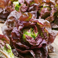 Salat Hode - Rosemarry - rød - 900 frø - Lactuca sativa L. var. capitata