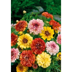 Tricolor krizantēma, trīskrāsu margrietiņa "Dunnetti" - 105 sēklas - Chrysanthemum carinatum